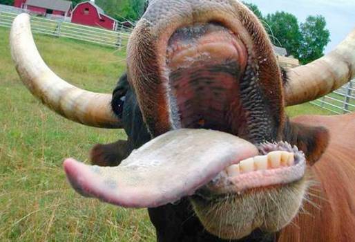 Ireland enters a &lsquo;higher risk period&rsquo; for bluetongue transmission