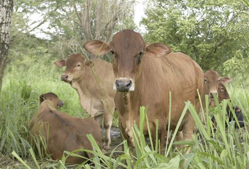 modelo produccion carne bovina agrosavia