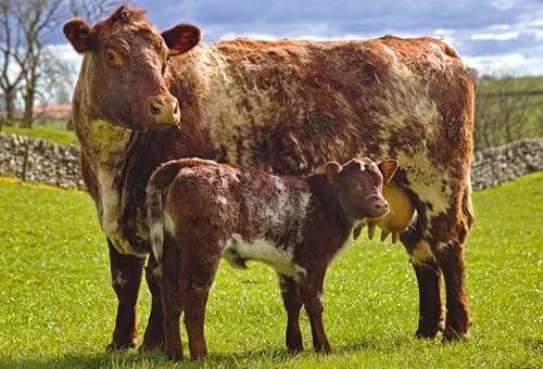 raza bovina shorthorn libro de registro