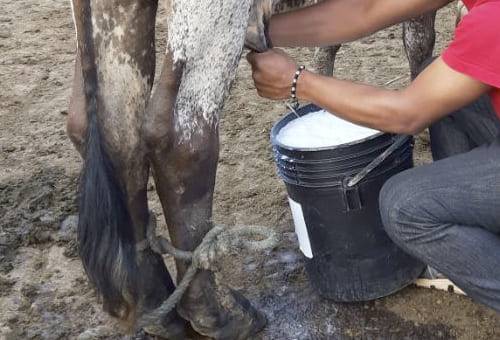 Baja el valor de la leche pagado al productor