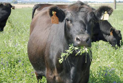 Ganado comiendo forraje