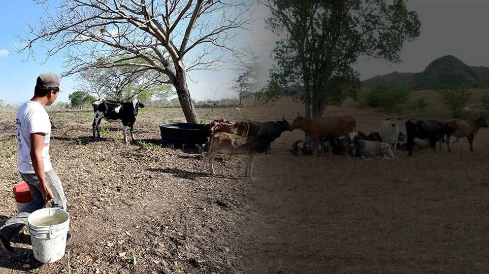 ganadería, ganadería colombia, noticias ganaderas, noticias ganaderas colombia, contexto ganadero, verano, temporada seca, preparación verano, reserva de alimentos, fenómeno de la niña 2020, verano 2020, reserva de alimentos 2020, ensilaje, henolaje, descarga de potreros, cultura de conservación de alimentos, silos 