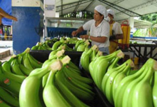 En total, 42 proyectos productivos en sectores que hacen parte del cinturón agroindustrial con este programa. Foto: Gobernación del Meta. Campesinos del Meta