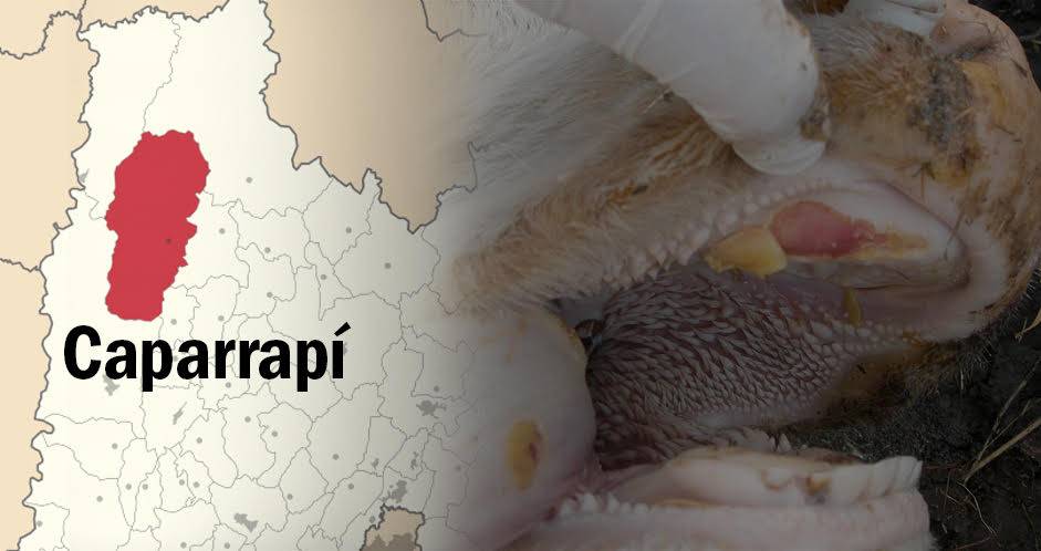 Colombia, nuevo foco de fiebre aftosa, Caparrapí Cundinamarca, OEI, José Félix Lafaurie R, fedegan, ICA, CONtexto ganadero, ganadería colombia