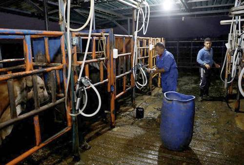 Producción de leche en Venezuela en 2022, leche Venezuela 2022, leche Venezuela, precio leche Venezuela, precio leche, precio leche Colombia, ganadería Venezuela, Venezuela 2022, reportes sobre ganadería en Venezuela, economía Venezuela, ganado bovino, ganadería bovina, carne, leche, ganaderos, ganaderos colombia, ganado, vacas, vacas Colombia, bovinos, Ganadería, ganadería colombia, noticias ganaderas, noticias ganaderas colombia, CONtexto ganadero, contextoganadero
