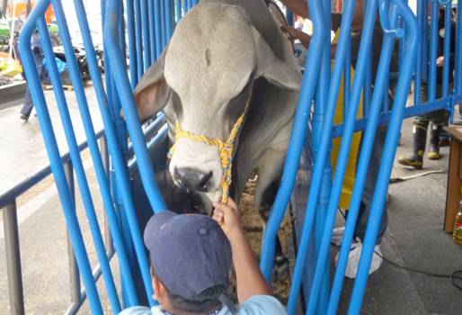 Fincas ganaderas Semana Santa Colombia, Fincas ganaderas Semana Santa, ganaderías de carne Semana Santa, ganaderías de leche Semana Santa, Manejo del ganado en Semana Santa, CONtexto ganadero, ganaderos Colombia
