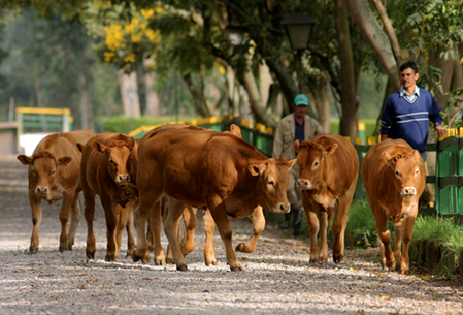 Vea la dimensión del sector ganadero en la vida de los colombianos, índole económico, comercio exterior, sanidad animal, seguridad alimentaria, desarrollo genético, contribución al medio ambiente, PIB de Colombia, PIB agropecuario, certificación libre de aftosa, producción de carne y leche, alimentos indispensables, salud del cuerpo humano, genética valiosa, esquemas silvopastoriles, día del ganadero, violencia armada, conflicto armado, incidencia de la ganadería, noticias de ganadería colombiana, CONtexto 