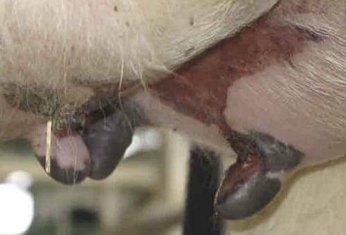 ganadería, ganadería colombia, noticias ganaderas, noticias ganaderas colombia, contexto ganadero, ganadería, dermatitis, dermatitis en bovinos, demartitis en vacas, dermatitis en la ubre de la vaca, ubre de la vaca, piel de la ubre de la vaca, sensibilidad piel ubre de vaca, etiologia de la dermatitis en la ubre, lesiones dermatitis ubre, signos clinicos deramtitis de la ubre 