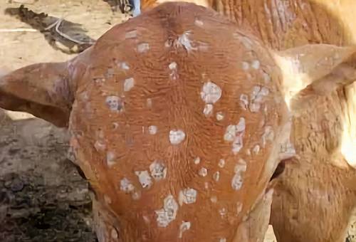 dermatomicosis o dermatofitosis bovina