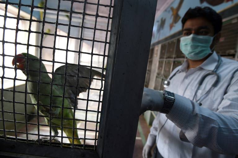 hospital jainista pájaros, hospital jainista pájaros noticias, hospital jainista pájaros india, contexto ganadero