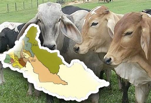 Expectativa del 2019, Fedegán retoma campaña sanitaria, logros significativos, manejo parafiscal, recuperar mercados, recuperar estatus sanitario, plataforma de apoyo en regiones, CONtexto ganadero noticias de ganadería colombiana. 