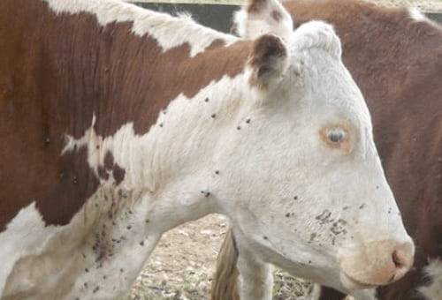 ganadería, ganadería colombia, noticias ganaderas, noticias ganaderas colombia, contexto ganadero, ganadería, tristeza parasitaria, anaplasma, babesia bovis, babesia, diagnostico tristeza parasitaria, sintomas tristeza parasitaria 