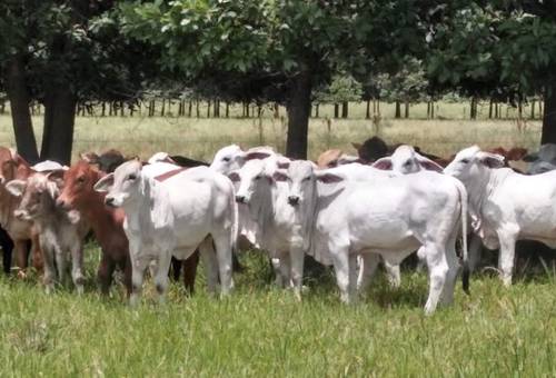 Meta, secretaría de Ambiente, silvopastoriles, reforestación, deforestación, fincas modelo, Tecnigán, Alianzas Productivas, Minagricultura, material vegetal, acompañamiento técnico, San Carlos de Guaroa, Vistahermosa, La Uribe, Mesetas, cercas vivas, Ganadería, ganadería colombia, noticias ganaderas colombia, CONtexto ganadero