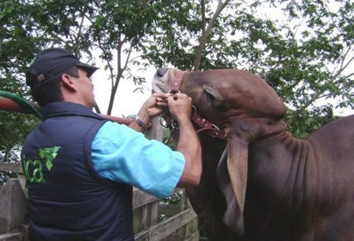 En total, se han vacunado 3 millones 769 mil 899 bovinos en el país. Foto: ICA. Ciclo de vacunación de Fedegán.