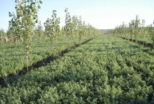 Eric Toensmeier, Ventajas sistemas agroforestales, Bloque La apuesta por la sostenibilidad Congreso Nacional Ganaderos, Congreso Nacional Ganaderos 2020, 38 congreso nacional de ganaderos, sistemas silvopastoriles, la apuesta por la sostenibilidad, ganaderos, ganaderos colombia, ganado, bovinos, ganado bovino, Ganadería, ganadería colombia, noticias ganaderas, noticias ganaderas colombia, CONtexto ganadero, contextoganadero