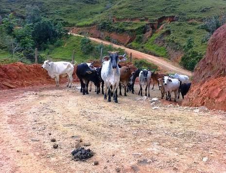 La ganadería es una de las actividades más afectadas por la falta de vías en la zona. Foto: Archivo. La ganadería es una de las actividades más afectadas por la falta de vías en la zona.