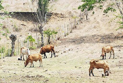  Ganaderos en Sucre, movilización de ganado a ciénagas, traslado antes de tiempo, pequeños ganaderos lo venden, salvar los animales, ofrecer bienestar a los animales, escasez de comida, dos meses de sequía, canículas, extensión del verano, CONtexto ganadero, noticias de ganadería colombiana.