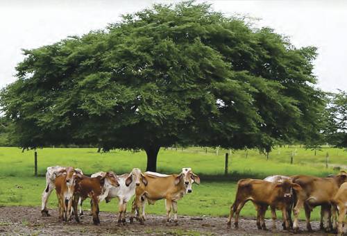 Ganadería, ganadería colombia, noticias ganaderas, noticias ganaderas colombia, CONtexto ganadero, luvias, lluvias en el Meta, afectaciones de lluvias en el campo, Fenómeno de la Niña, vacunación, ciclo de vacunación contra fiebre aftosa, ciclo de vacunación contra fiebre aftosa en el meta, proceso de vacunación contra fiebre aftosa, Vacunadores