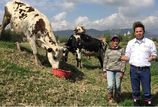 Boyacá, fenómeno de El Niño, gobernación de Boyacá, Ing Ing. Carlos Amaya, gobernador de Boyacá, ensilaje mixto combinado, entrega de ensilaje mixto combinado  a municipios afectados, contexto ganadero, noticias ganaderas, vacas