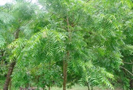 Cómo Hacer Aceite de Neem Casero para Plantas