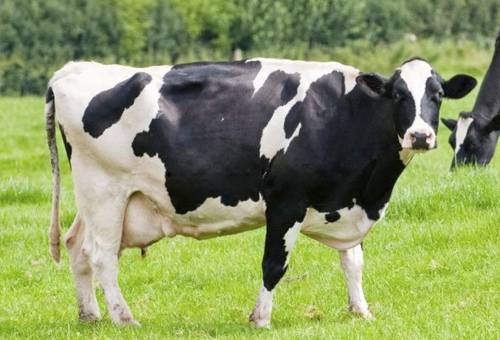 ganadería, ganadería colombia, ganadería colombiana, contexto ganadero, noticias ganaderas, noticias ganaderas colombia, longevidad, longevidad vacas, ciclo vida vacas, ciclo reproductivo vacas, duración vida vacas, ganaderos, ganaderos colombia