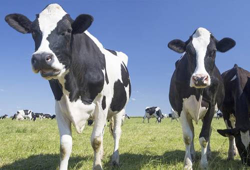 hormonas, hormonas vacas, hormonas ganadería bovina, hormonas bovinos, hormonas nutrición bovina, nutrición ganadería, nutrición vacas, detección celo, inducción parto, lechería, reproducción, uso de hormonas en ganadería, ganadería colombia, , aminoácidos esenciales, consumo materia seca, producción ganadera, alimentos para ganado bovino, alimentos para las vacas, CONtexto ganadero, ganaderos colombia, noticias ganaderas colombia