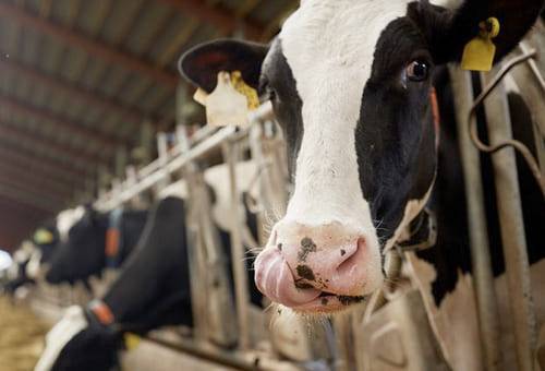 ganadería, ganadería colombia, noticias ganaderas, noticias ganaderas colombia, contexto ganadero, días en leche, lactancia de la vaca, lactancia corta de la vaca, lactancia larga de la vaca, periodos de lactancia de la vaca, producción de partos de vacas, rentabilidad lecherías, reproductividad de la vaca, animales ineficientes, vacas ineficientes 