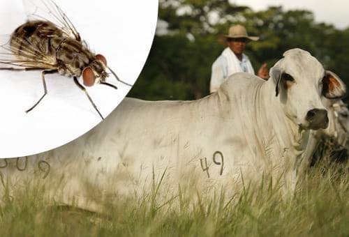 ganadería, ganadería colombia, noticias ganaderas, noticias ganaderas colombia, contexto ganadero, ganadería, parasitos, miasis, impacto de la miasis, perdidas por miasis, perdidas por helmintos, causas de la miasis, consecuencias de la miasis  