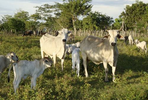 Ganadería, ganadería colombia, noticias ganaderas, noticias ganaderas colombia, CONtexto ganadero, productores bajo sinu, Bajo Sinú, verano en el bajo sinu, invierno en el bajo sinu, preparación de alimentos en el bajo sinú