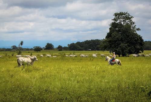 Ganadería, ganadería colombia, noticias ganaderas, noticias ganaderas colombia, CONtexto ganadero, servicios ecosistémicos, servicios agroforestales, sostenibilidad ganadera, manejo del suelo, manejo de la biodiversidad, pasturas mejoradas, pasturas mejoradas en llanos orientales