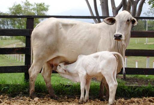 Ganadería, ganadería colombia, noticias ganaderas, noticias ganaderas colombia, CONtexto ganadero, mejoramiento genético, programa mejoramiento genetico, mejoramiento genético pequeños productores, información, selección animales mejoramiento genético, recolección de información en fincas, recolección de datos en fincas