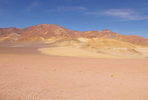 Microorganismos del desierto