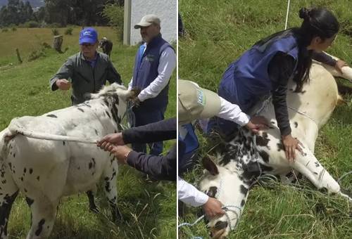 Derribar y sujetar al ganado