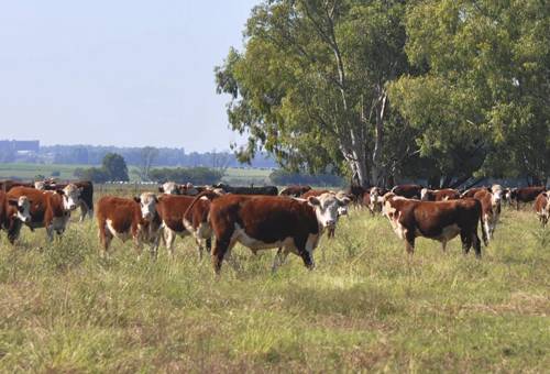 Ganadería, ganadería colombia, noticias ganaderas, noticias ganaderas colombia, CONtexto ganadero, ganaderos uruguay, exportaciones uruguay, carne uruguaya, buenas prácticas ganaderas uruguay, tecnología agropecuaria uruguaya