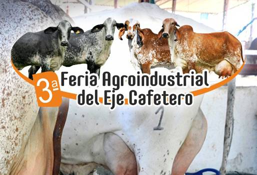 III Feria Agroindustrial del Eje Cafetero, Feria Agroindustrial Comité Ganaderos Quindío, Feria ganadera Calarcá Quindío 2018, Juzgamiento razas Gyr y Girolando, Gyr, Girolando, concurso lechero Gyr, juzgamiento de hembras y machos Gyr y Girolando, Comité de Ganaderos de Quindío, CONtexto ganadero, ganaderos colombia, noticias ganaderas colombia