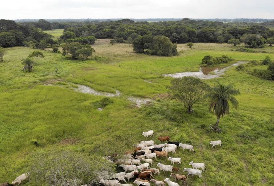 Paisaje de la Orinoquía