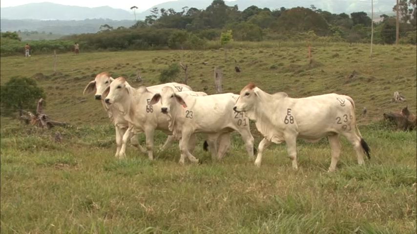 Feria Agroindustrial llega a la Mojana. 
