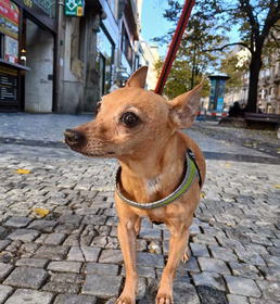 Dog friendly Office před Ecomailem: Pejsek Scooby