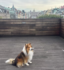 Dog friendly Office v Ecomailu: pes Clip