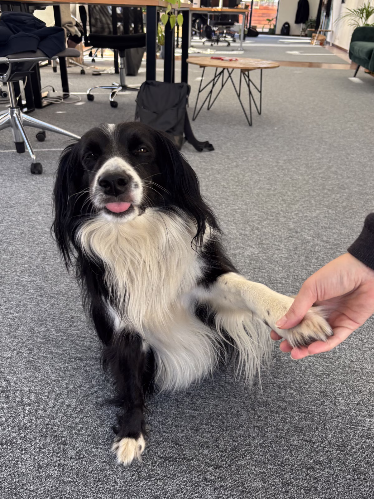 Dog unfriendly Zdena