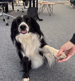 Dog unfriendly Zdena