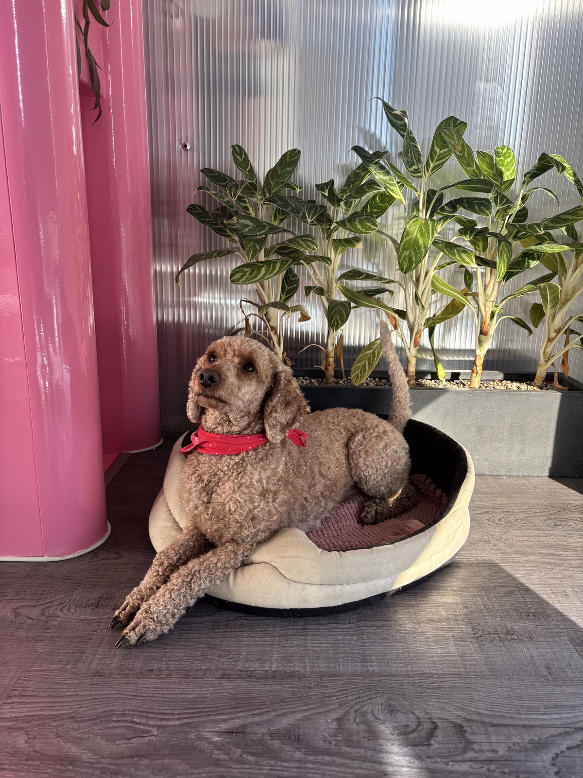 Dog friendly Office v Ecomailu: pes Tilda
