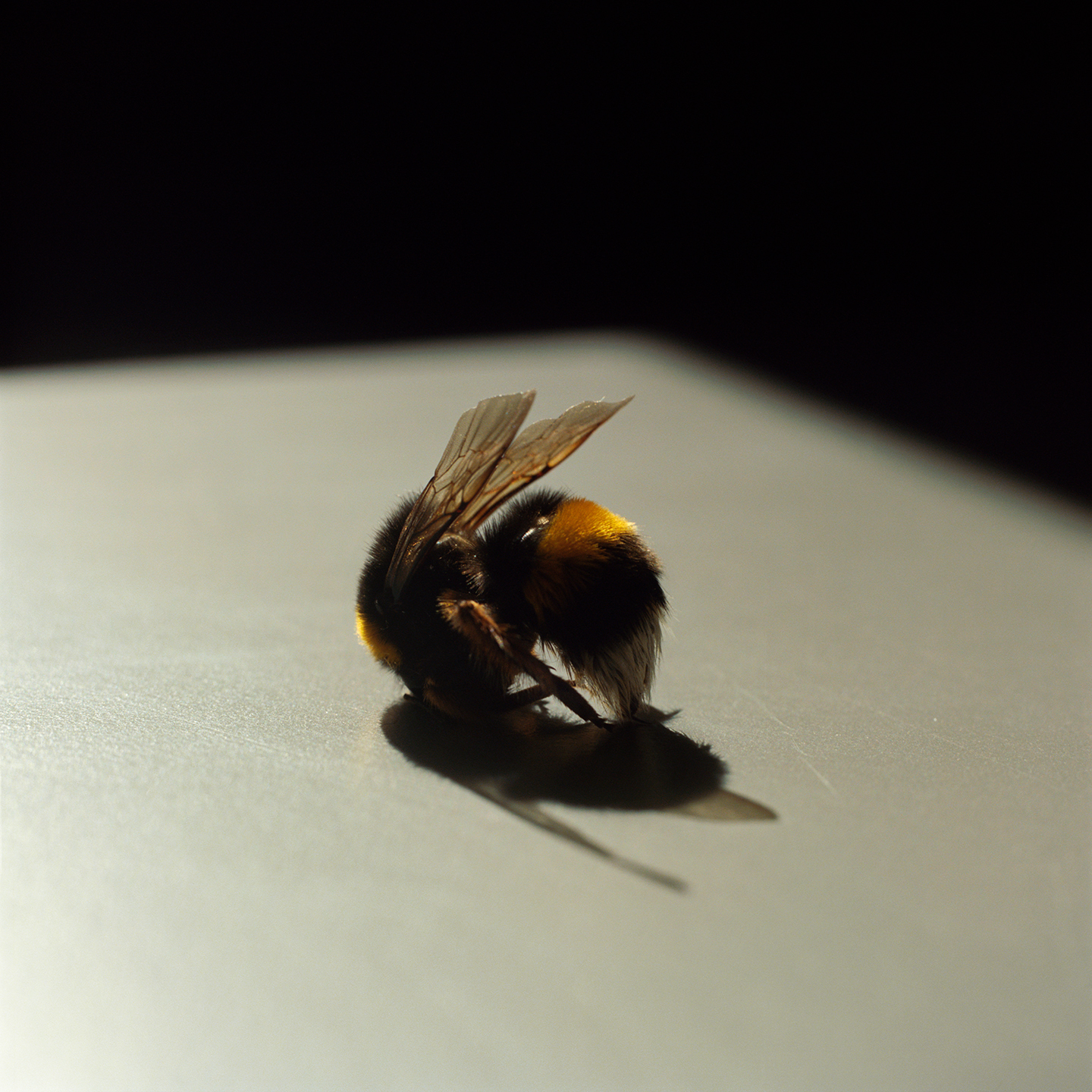 4-bee-still-here-goldblatt.jpg