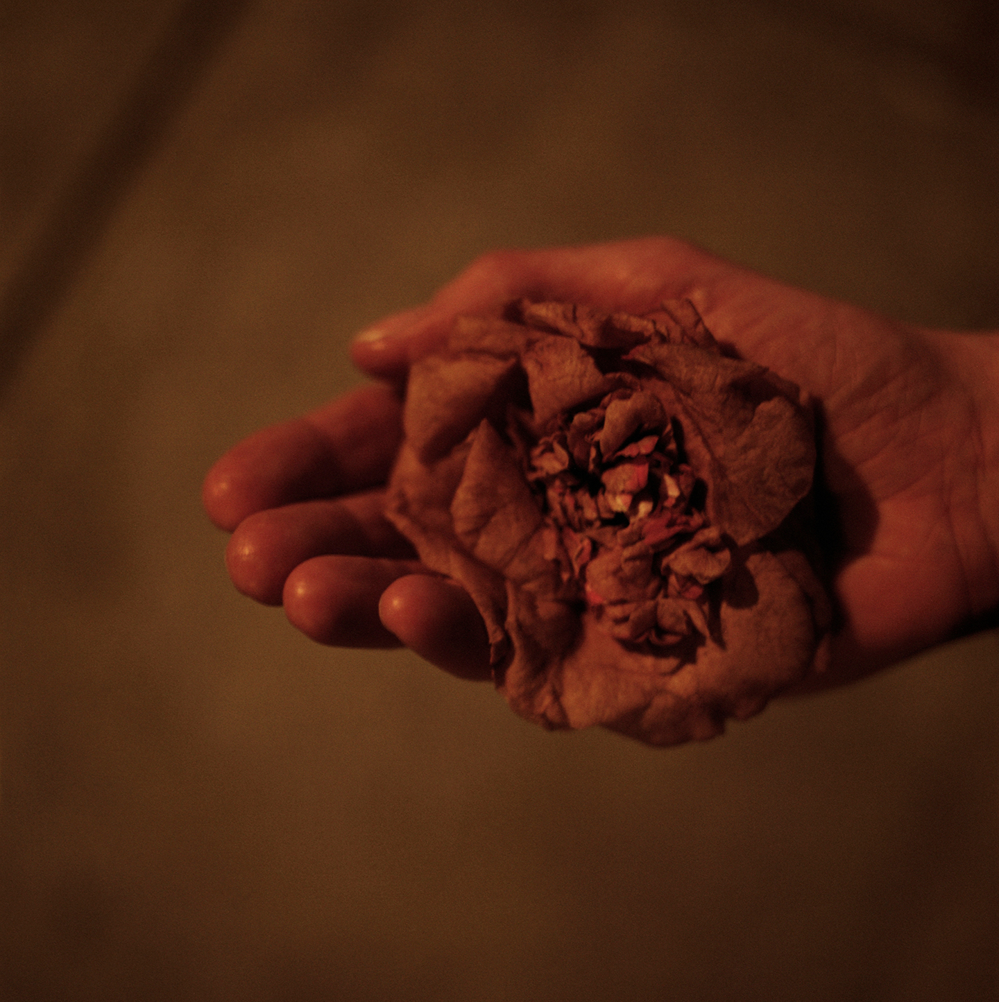 Still here | Projects | Lydia Goldblatt