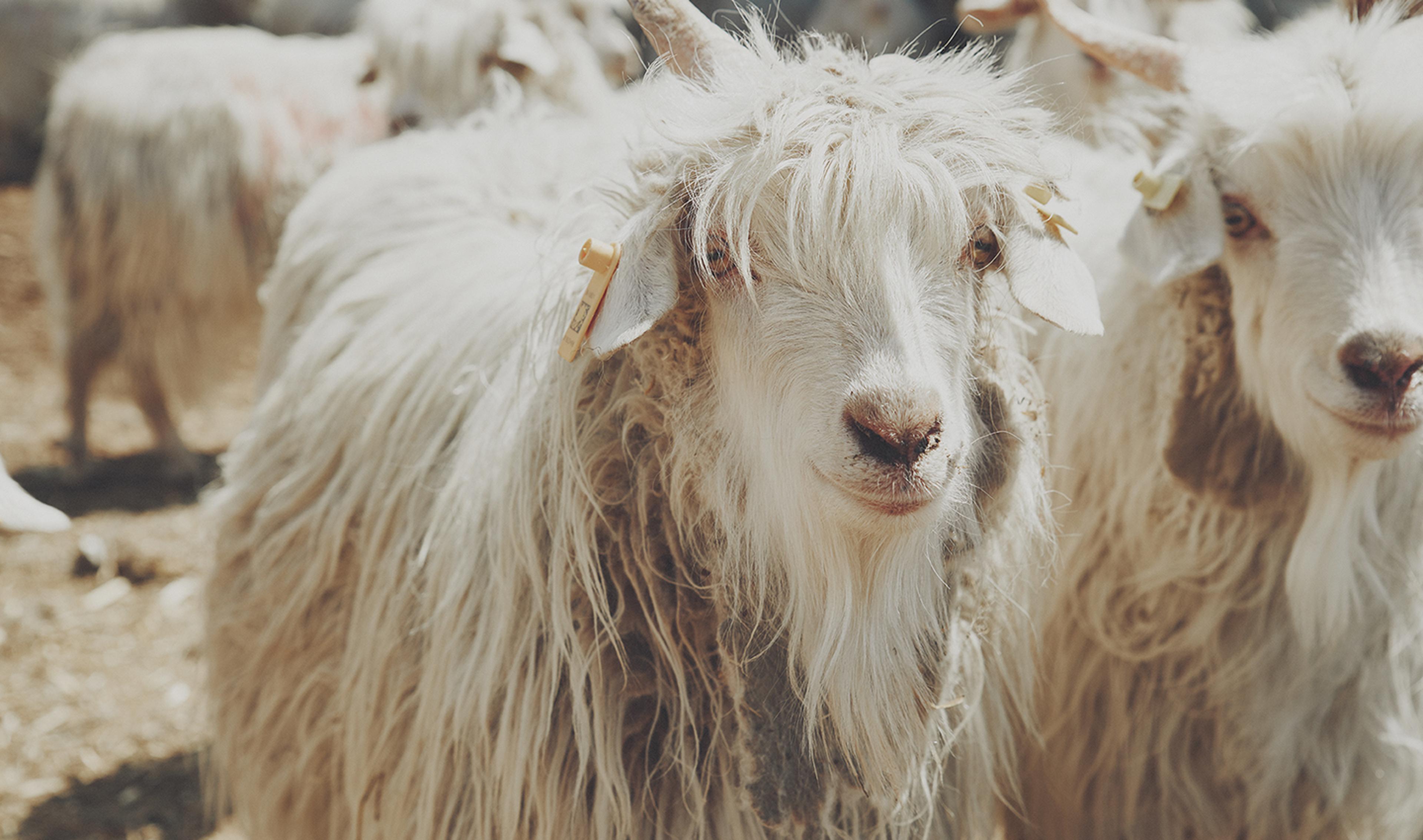 OUR CASHMERE