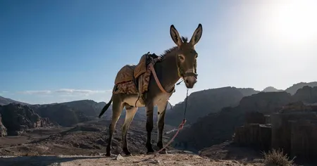 The Donk Bet