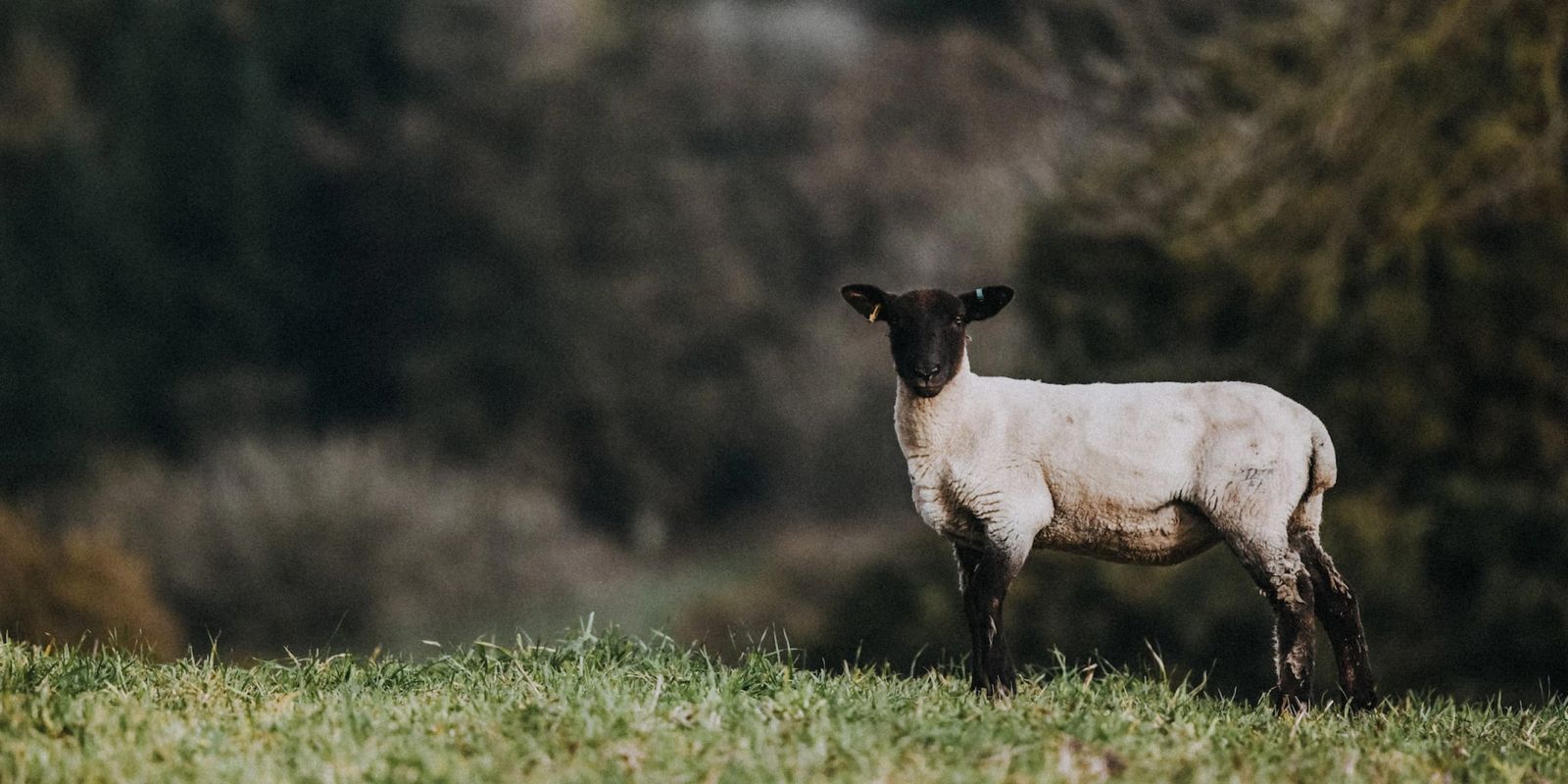 Pipers Farm. Pipers Farm.