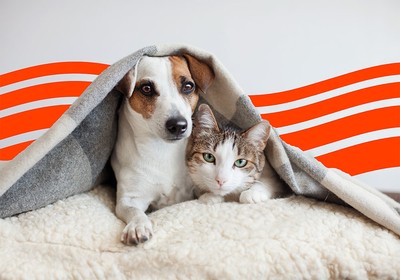 Best Pet Insurance in Connecticut (2025)