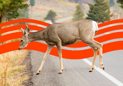 Is It Illegal to Hit a Deer and Drive Off?