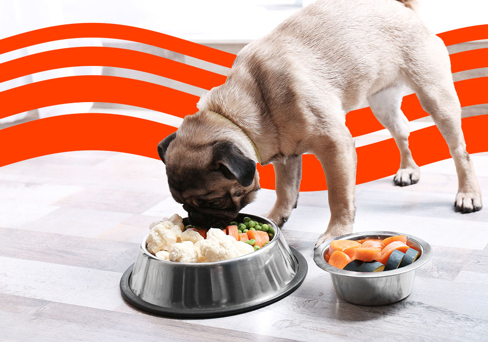 What Vegetables Can Dogs Eat? Insurify